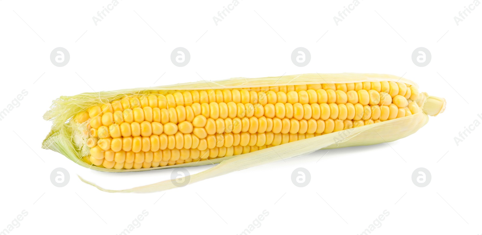 Photo of Ripe raw corn cob with husk isolated on white