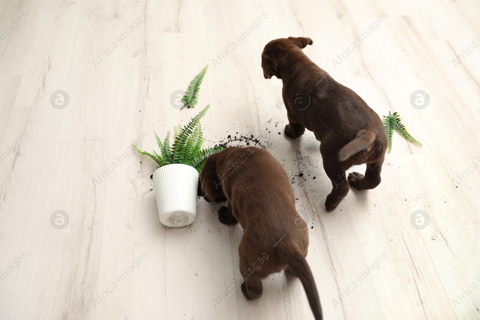 Photo of Chocolate Labrador Retriever puppies with overturned houseplant at home