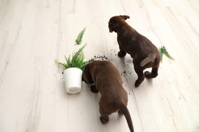 Chocolate Labrador Retriever puppies with overturned houseplant at home