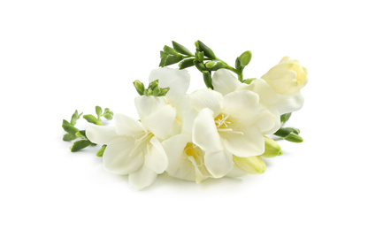 Beautiful tender freesia flowers on white background