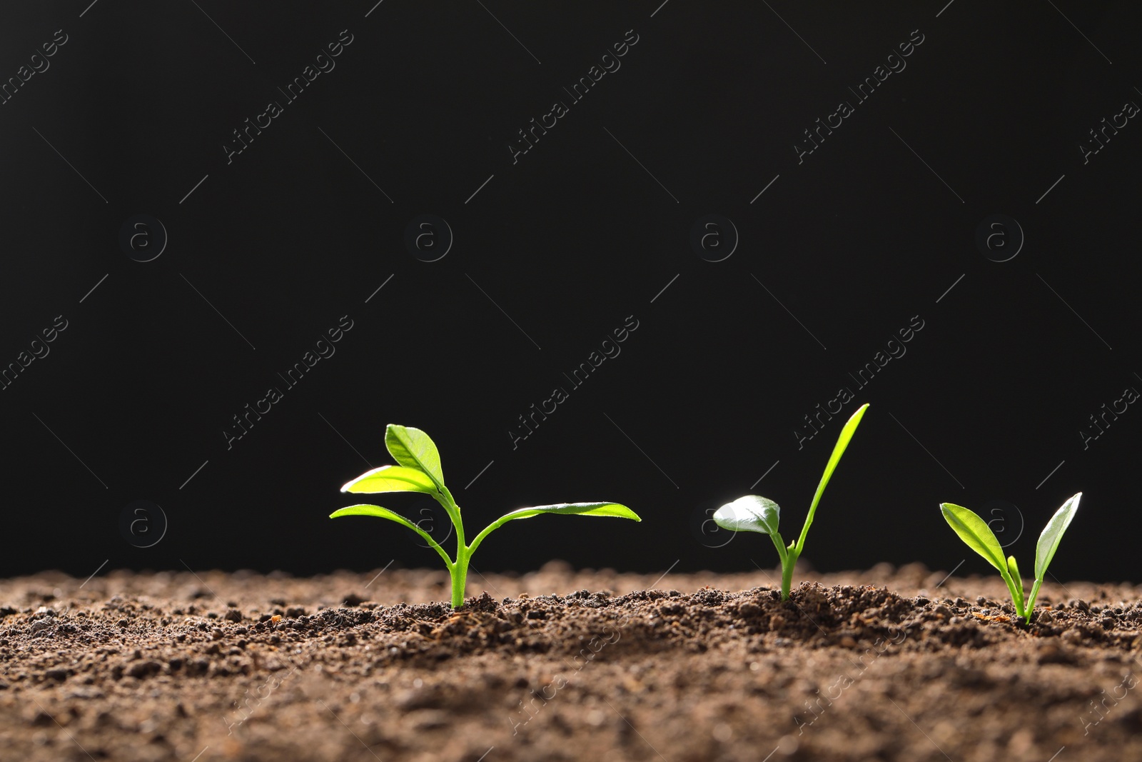 Photo of Fresh green seedlings growing on black background, space for text