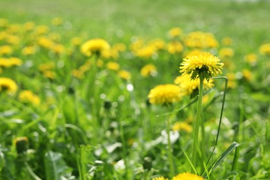 Photo of Beautiful bright yellow dandelions in green grass on sunny day, closeup. Space for text
