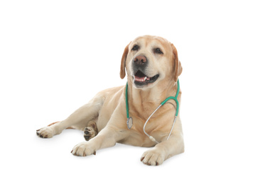 Photo of Cute Labrador dog with stethoscope as veterinarian on white background