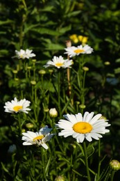Beautiful chamomile flowers growing in garden on sunny day