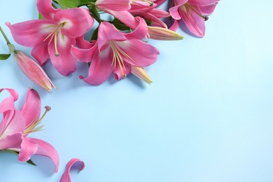 Photo of Beautiful pink lily flowers on light blue background. Space for text