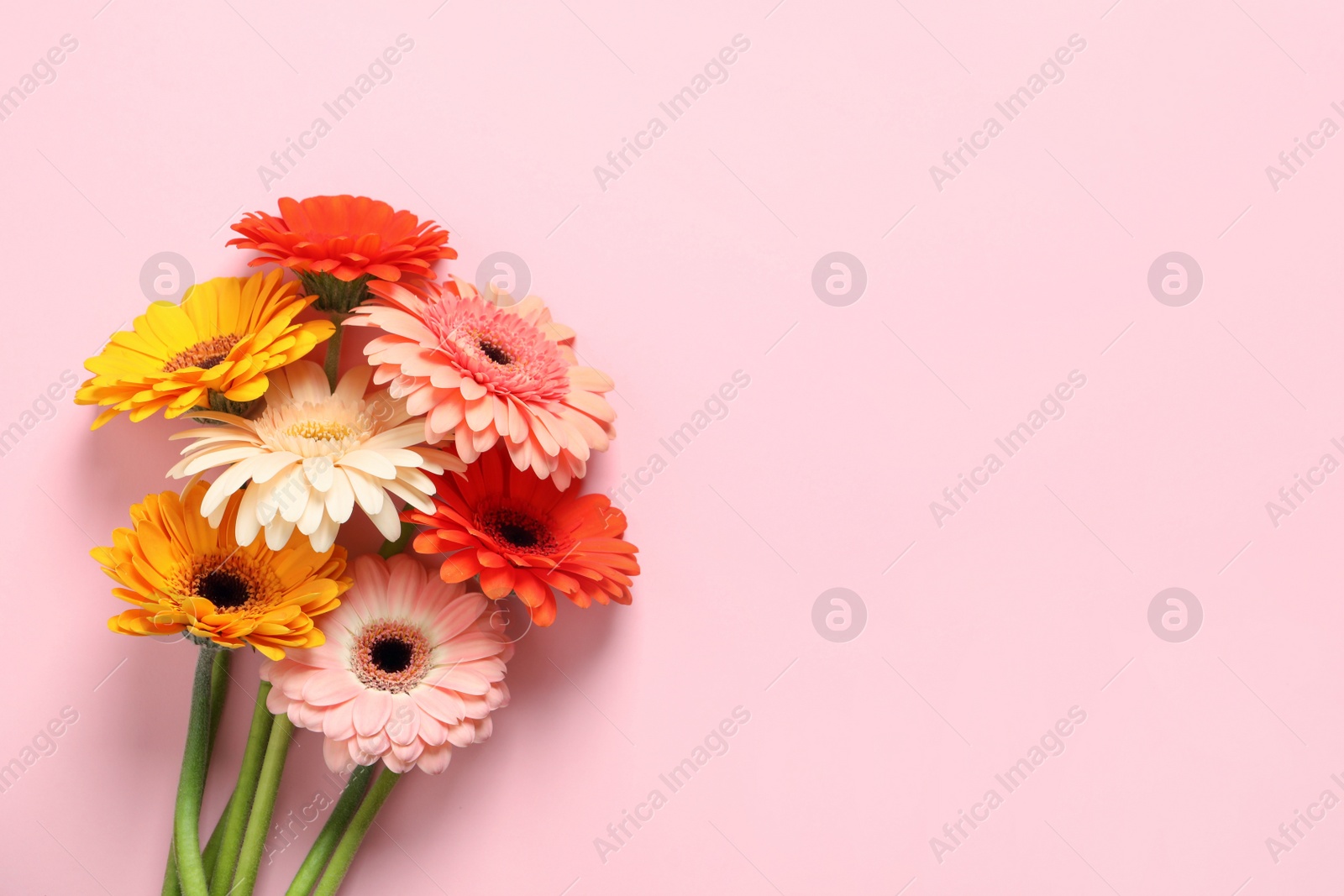 Photo of Beautiful colorful gerbera flowers on pink background, flat lay. Space for text