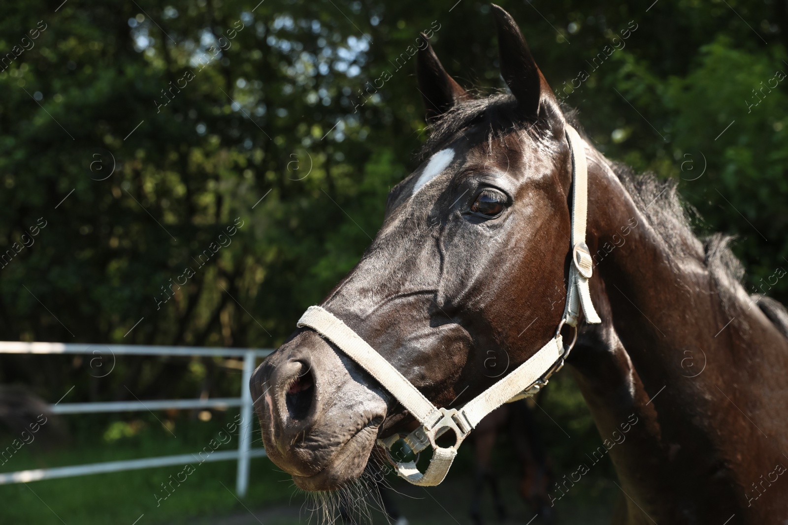Photo of Dark bay horse in paddock on sunny day. Beautiful pet