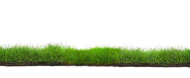 Image of Beautiful lush green grass on white background. Banner design