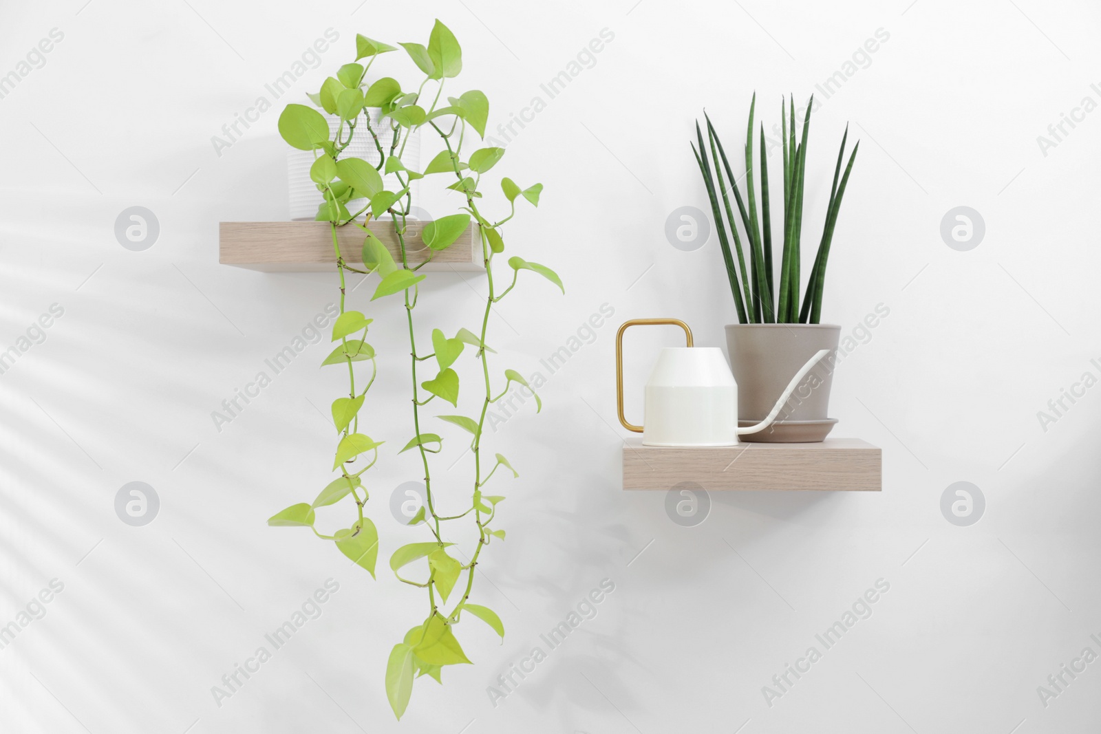 Photo of Green houseplants in pots and watering can on wooden shelves near white wall