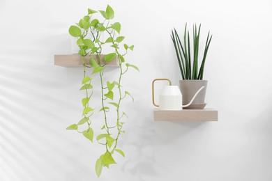 Photo of Green houseplants in pots and watering can on wooden shelves near white wall