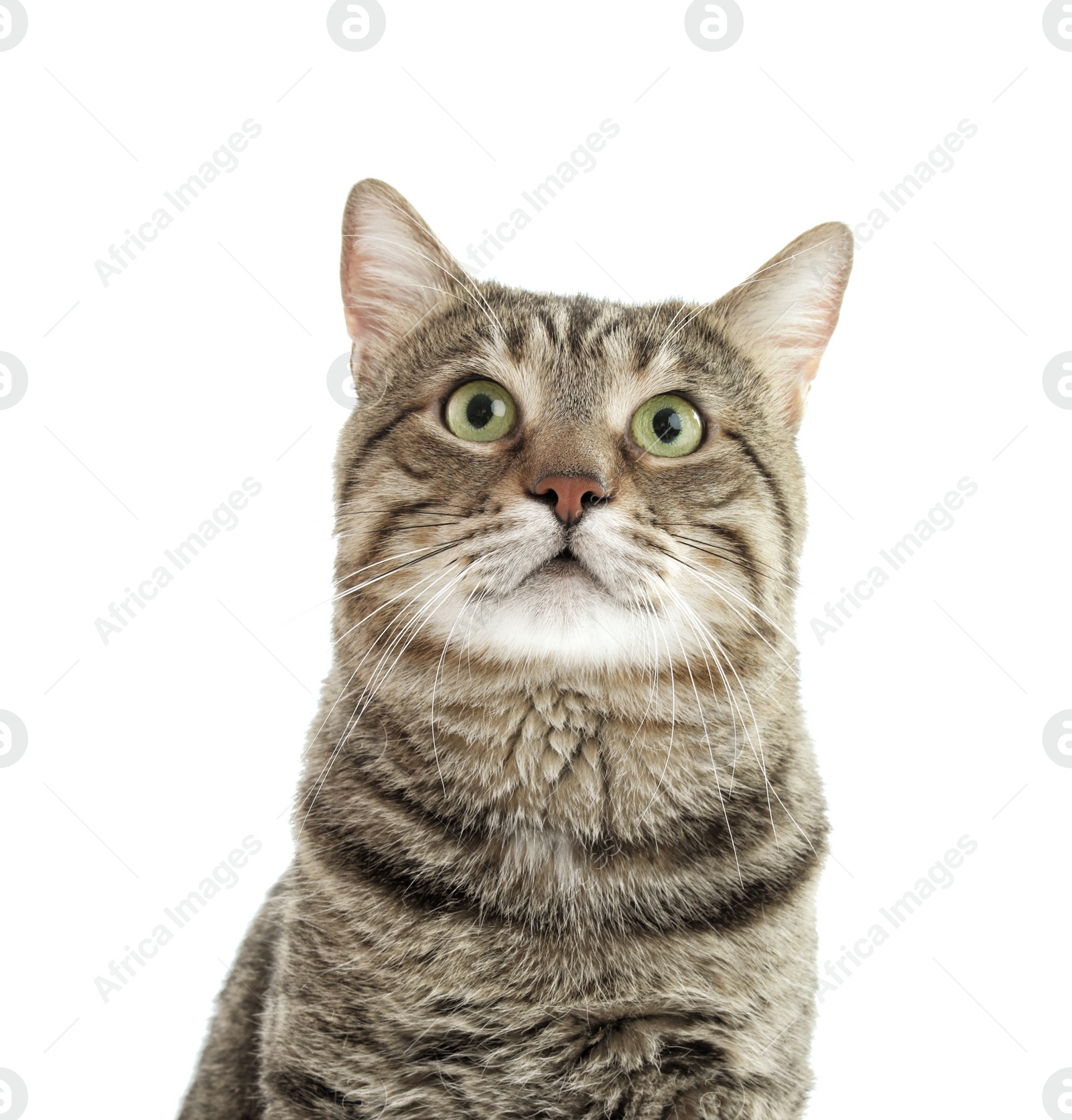 Photo of Cute cat on white background. Lovely pet