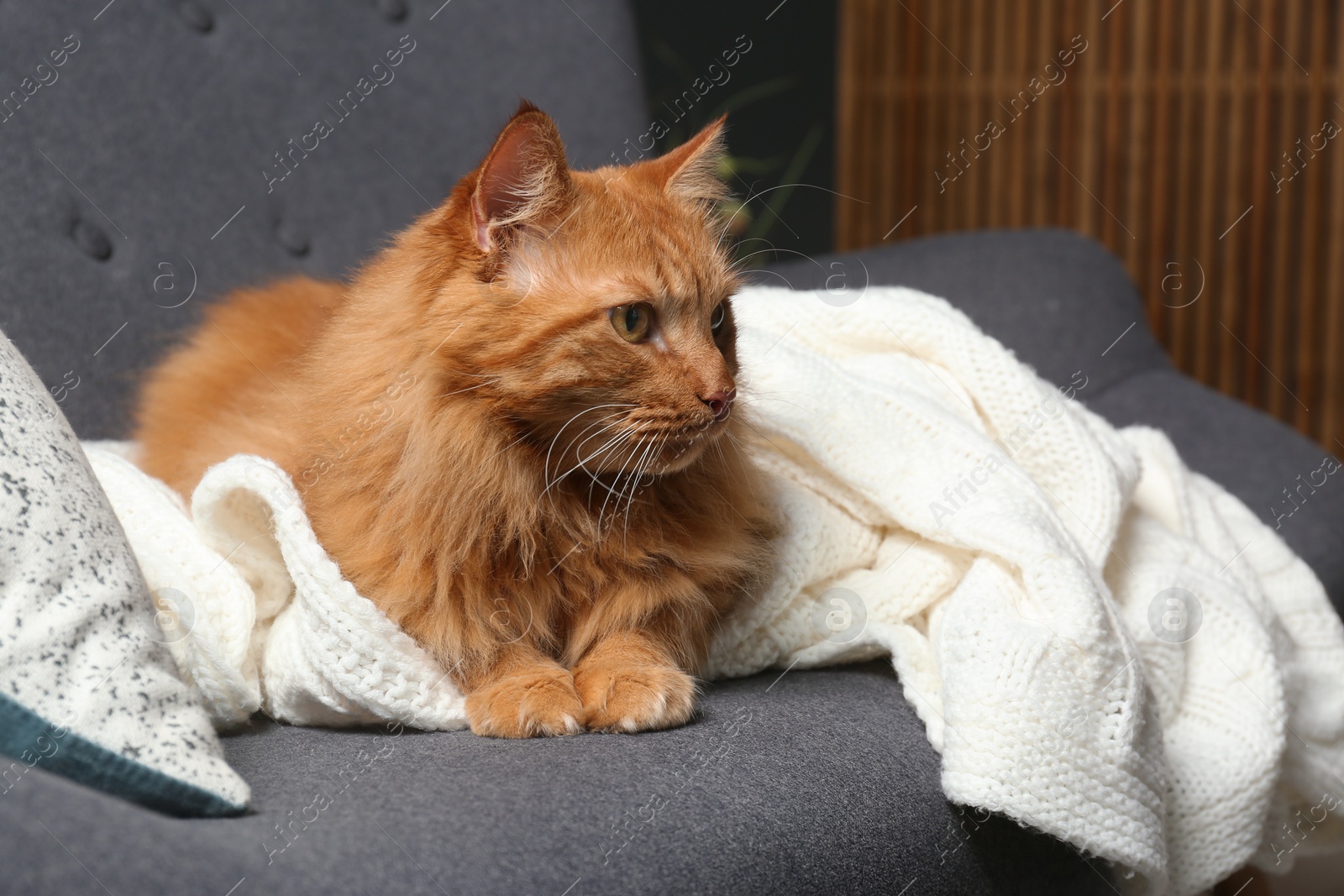 Photo of Cute red cat on dark grey sofa at home, closeup view. Space for text