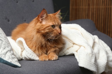 Cute red cat on dark grey sofa at home, closeup view. Space for text