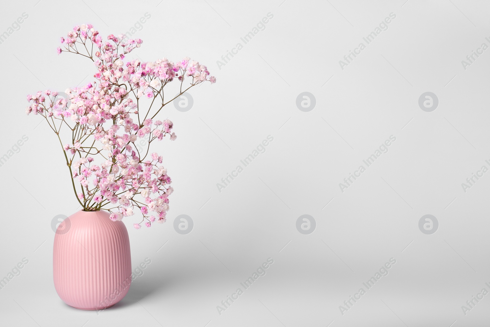Photo of Beautiful gypsophila flowers in pink vase on white background