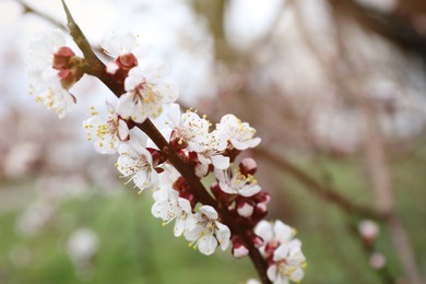 Closeup view of beautiful apricot tree branch with tiny tender flowers outdoors, space for text. Awesome spring blossom