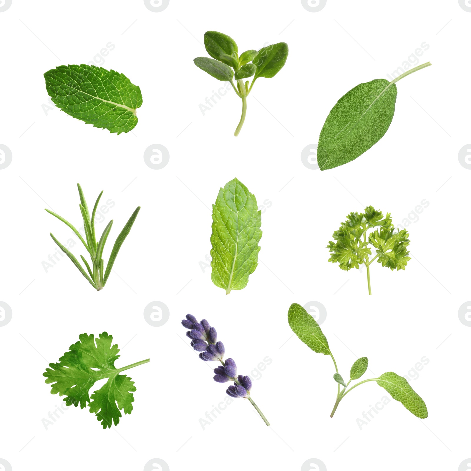 Image of Collection of different aromatic herbs on white background