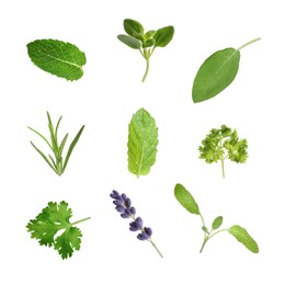 Collection of different aromatic herbs on white background