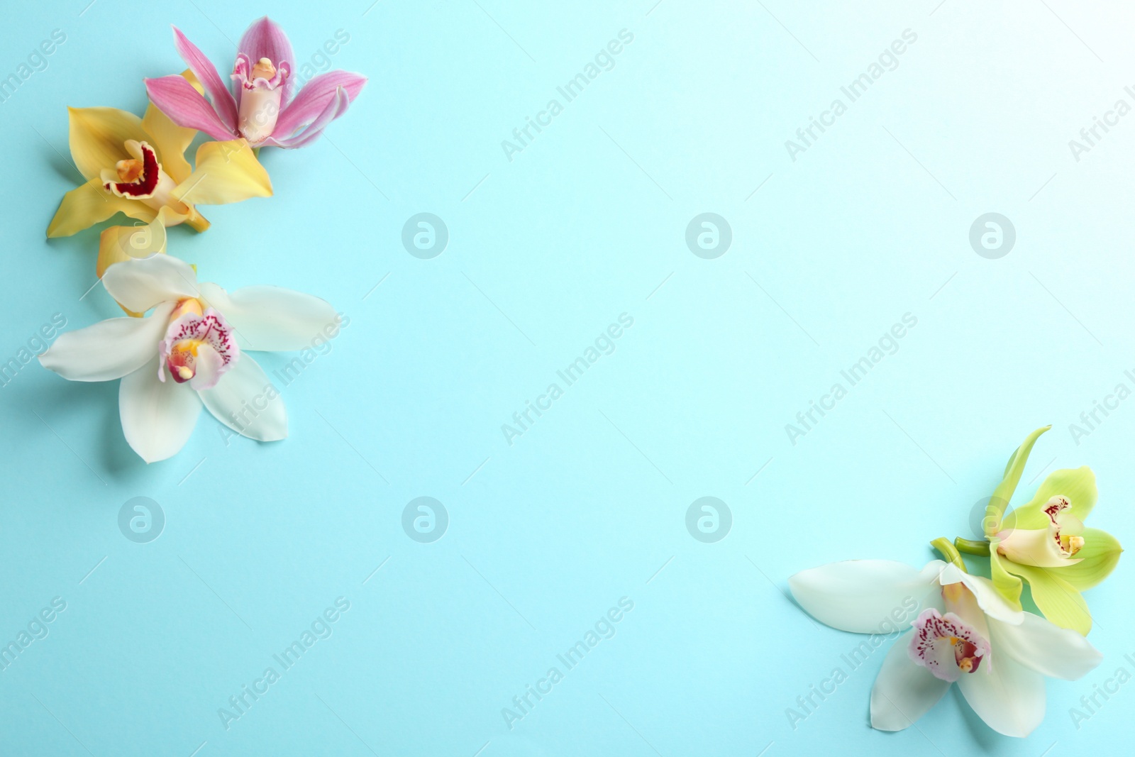 Photo of Beautiful tropical orchid flowers on color background, flat lay. Space for text