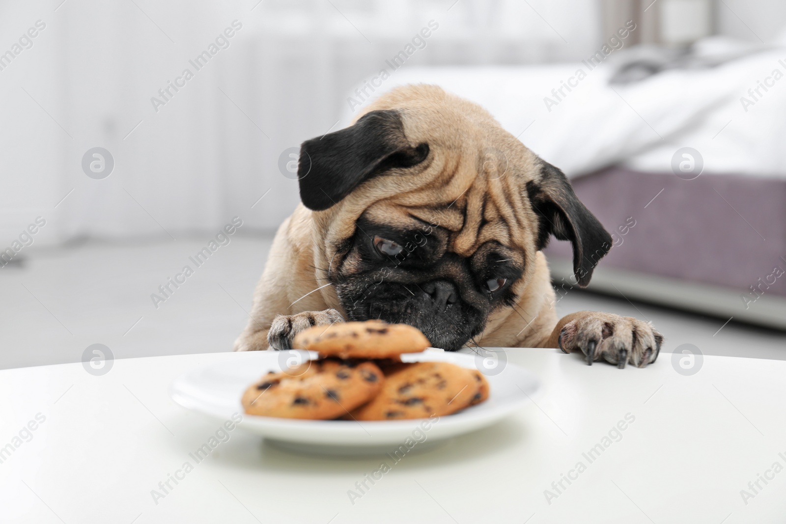 Photo of Happy cute pug dog with plate of cookies indoors