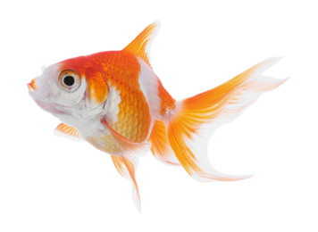 Beautiful bright small goldfish isolated on white