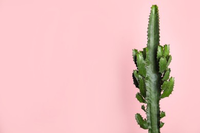 Photo of Beautiful cactus on pink background, space for text