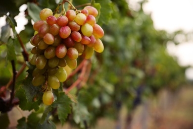 Photo of Bunch of ripe juicy grapes on branch in vineyard, closeup. Space for text