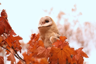 Photo of Beautiful common barn owl on tree outdoors