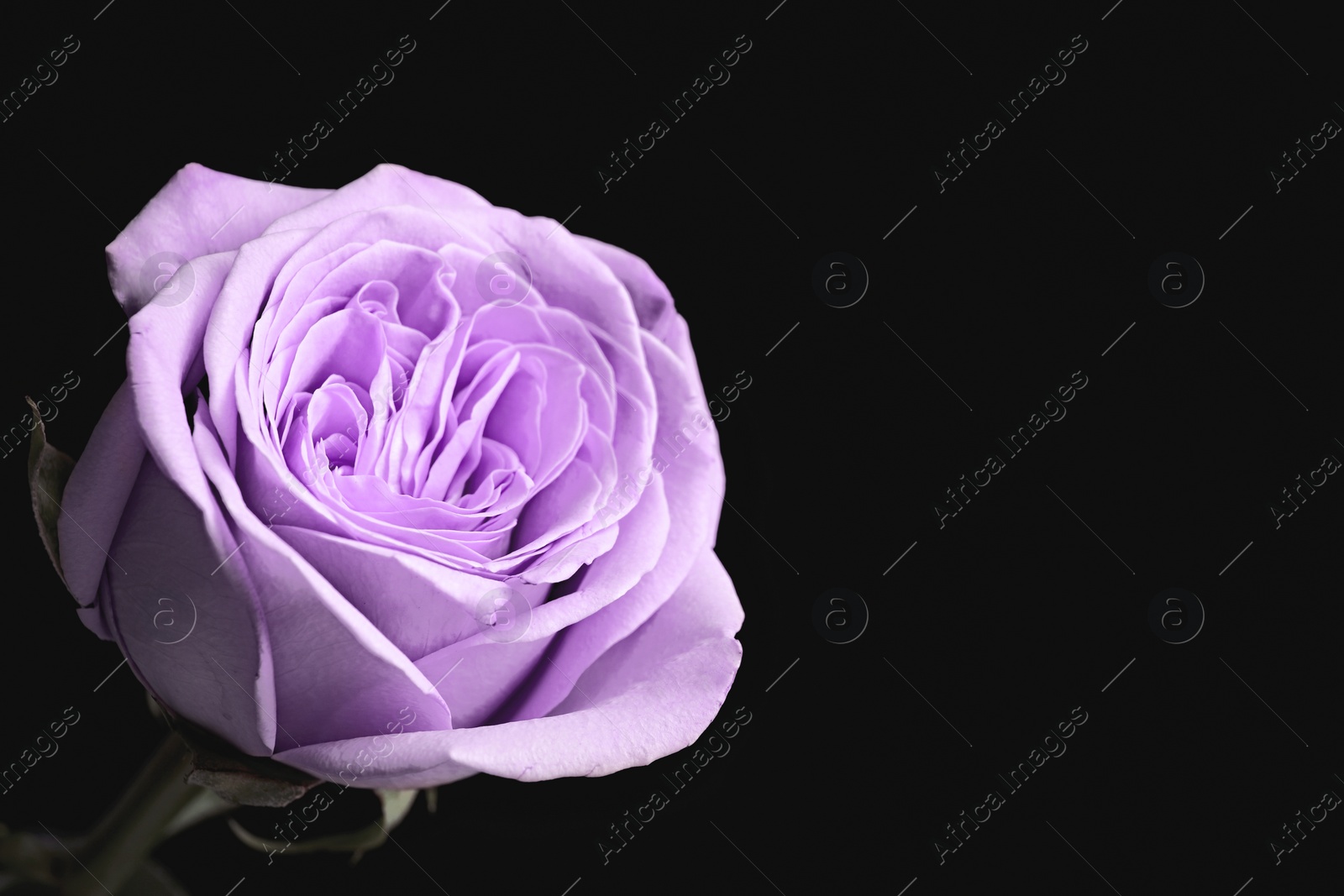 Image of Violet flower on black background, closeup. Funeral attributes