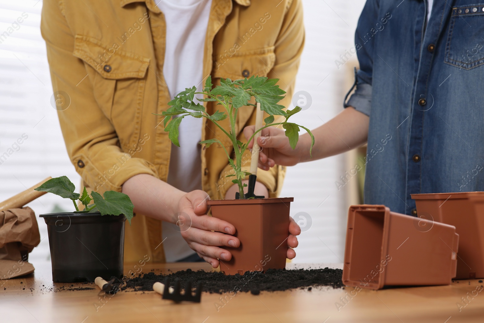 Photo of Mother and daughter planting seedlings in pot together at wooden table indoors, closeup