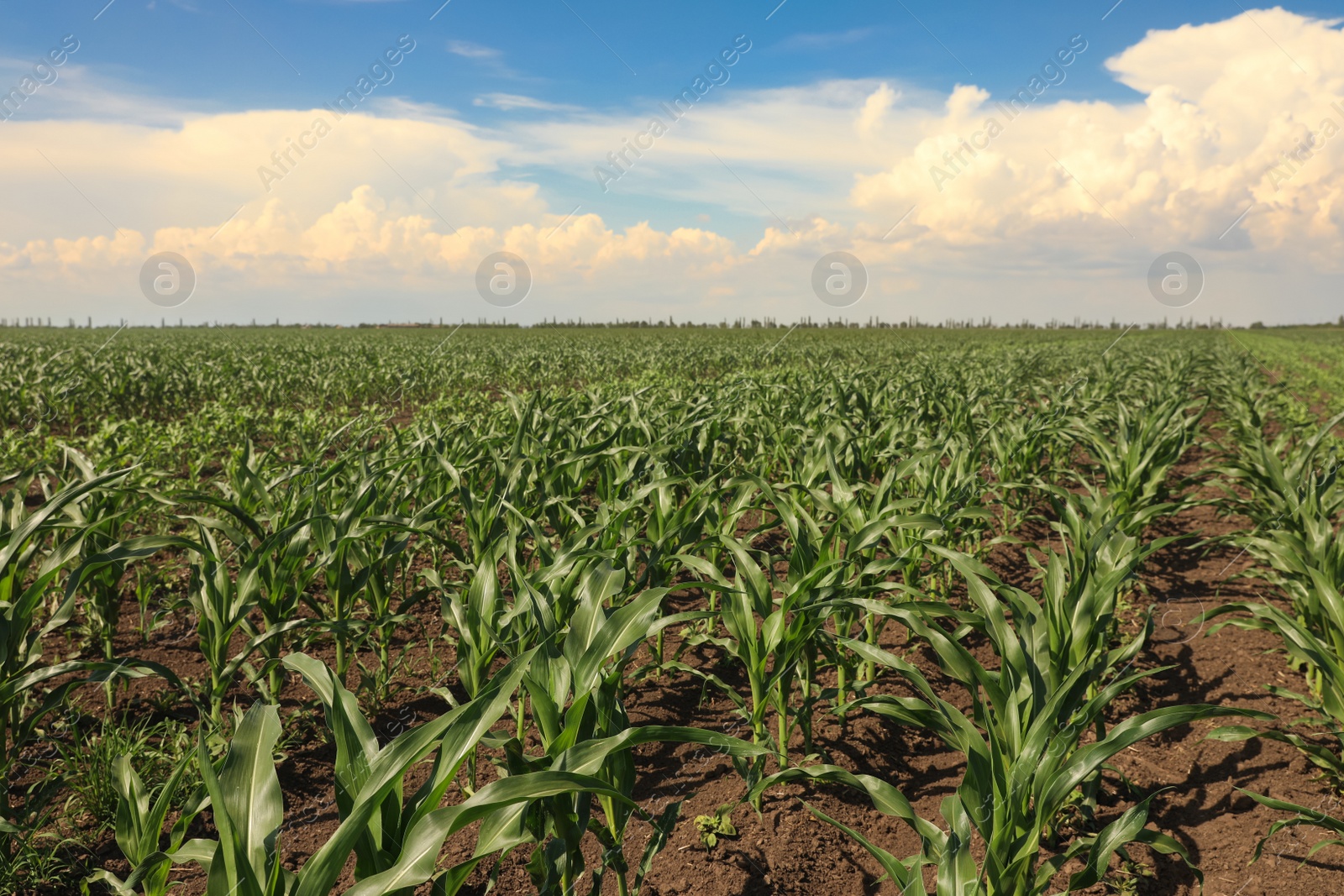 Photo of Beautiful view of corn field. Agriculture industry