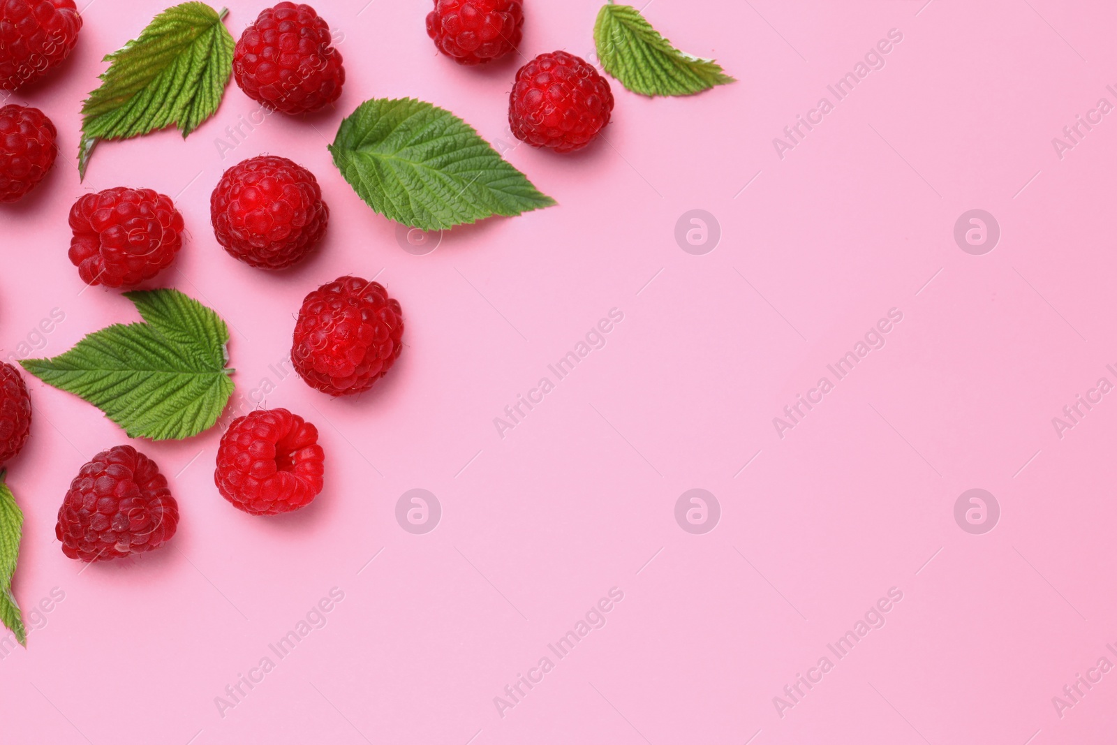 Photo of Tasty ripe raspberries and green leaves on pink background, flat lay. Space for text