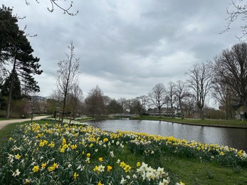 Beautiful view of daffodil flowers growing near river outdoors