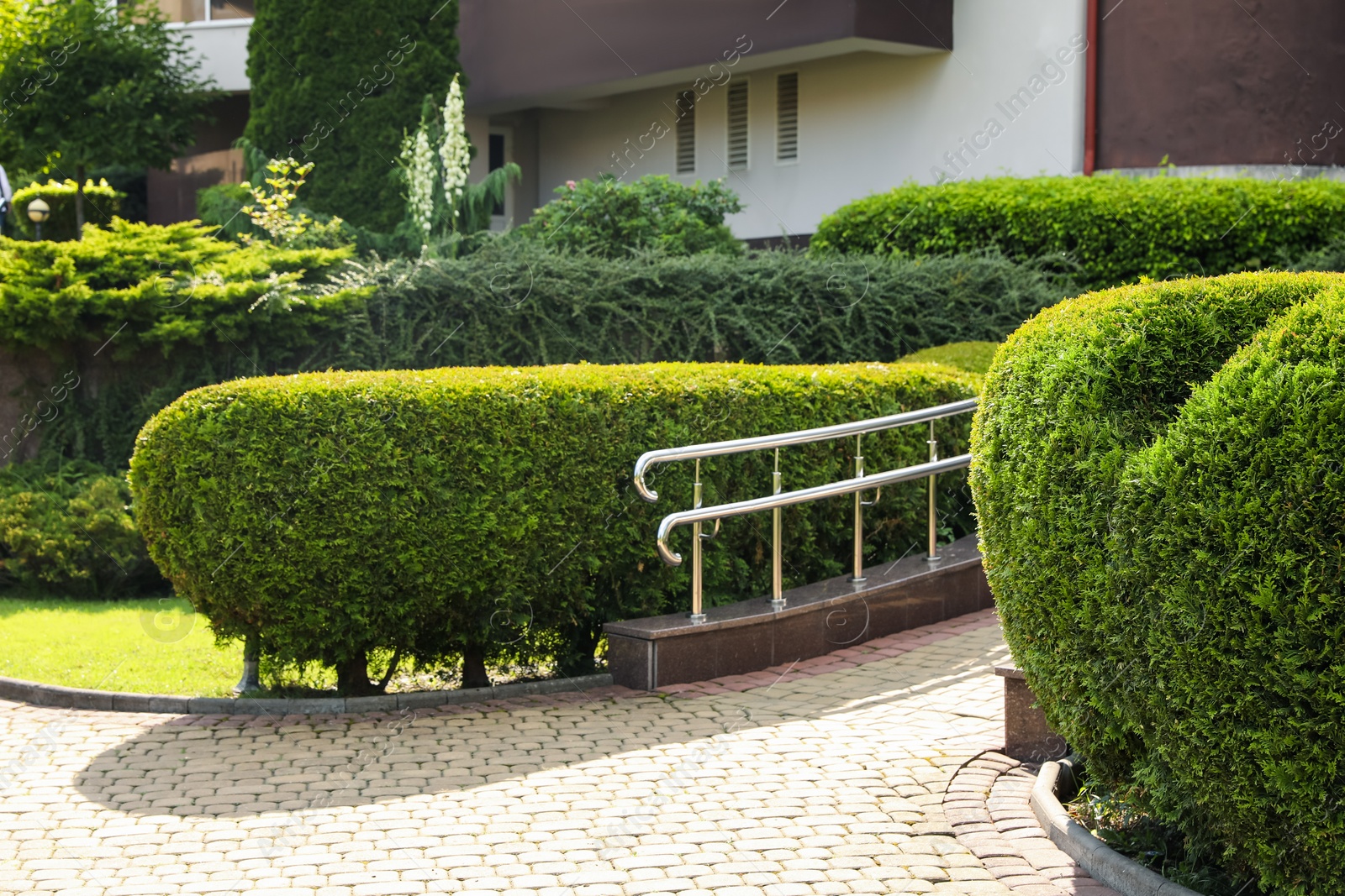 Photo of Beautiful green plants growing outdoors. Gardening and landscaping