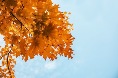 Photo of Tree branches with golden leaves against blue sky. Autumn sunny day