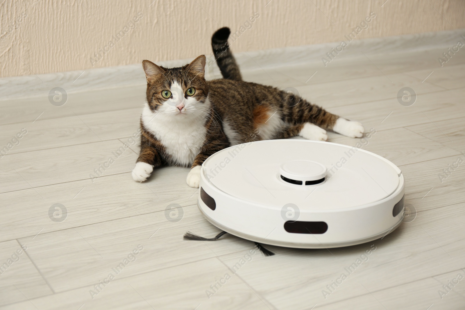 Photo of Cute cat and robot vacuum cleaner on floor at home. Lovely pet