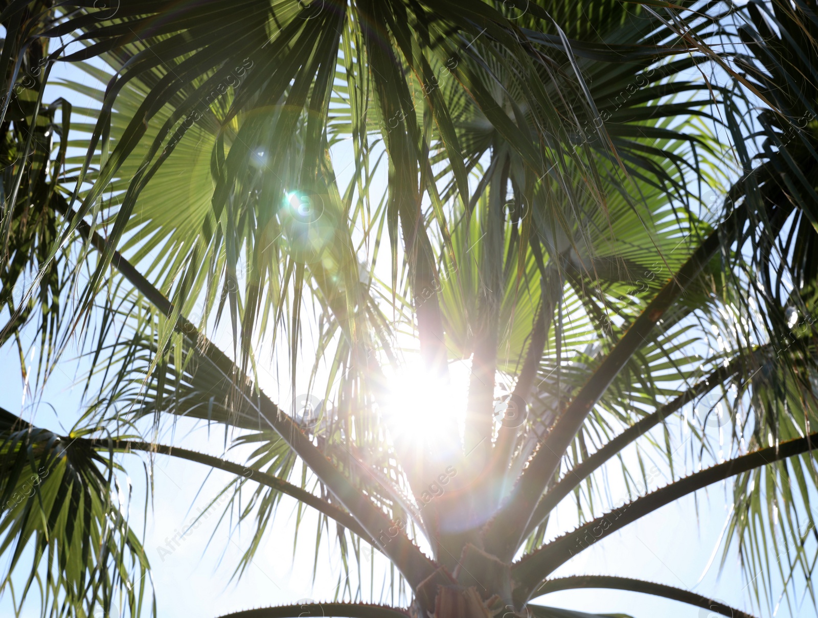 Photo of Beautiful view of palm tree outdoors on sunny summer day