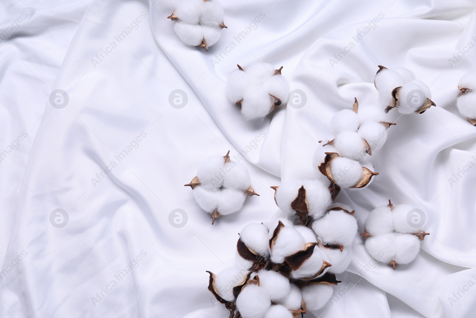 Photo of Cotton branch with fluffy flowers on white fabric, top view. Space for text