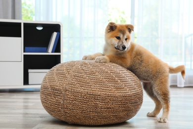Photo of Adorable Akita Inu puppy playing with pouf at home