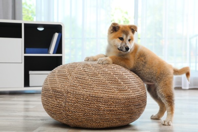 Adorable Akita Inu puppy playing with pouf at home