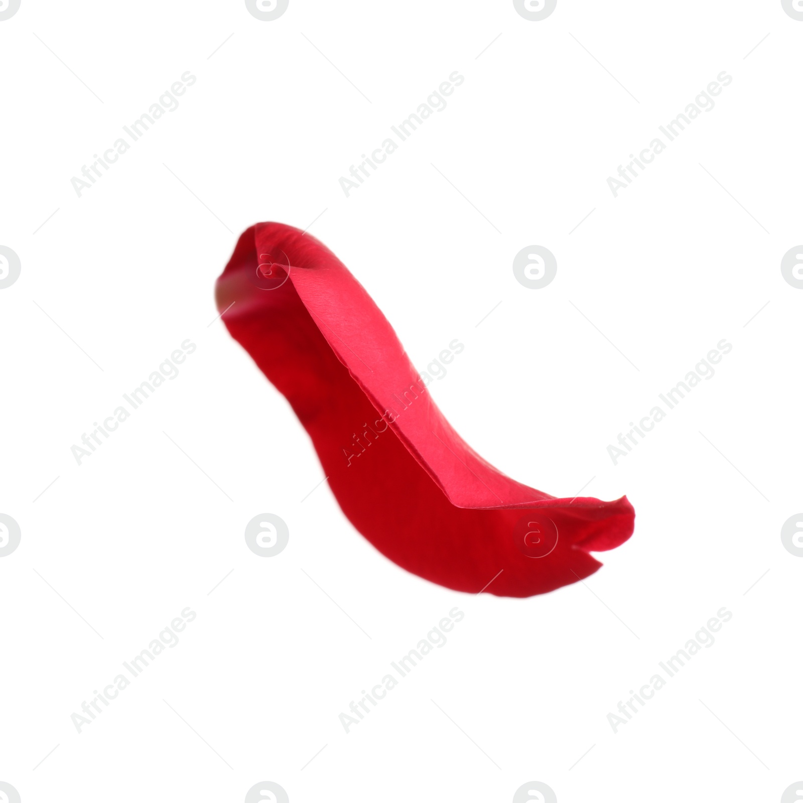 Photo of Fresh red rose petal isolated on white