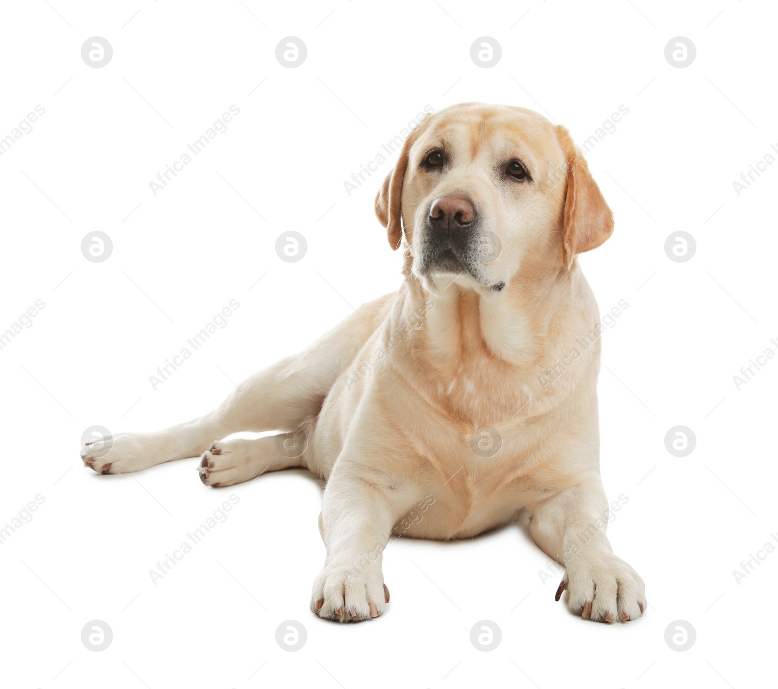 Photo of Yellow labrador retriever lying on white background