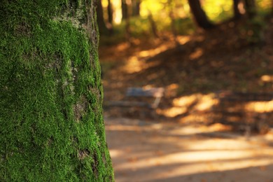 Photo of Tree trunk with moss in park on autumn day, closeup. Space for text