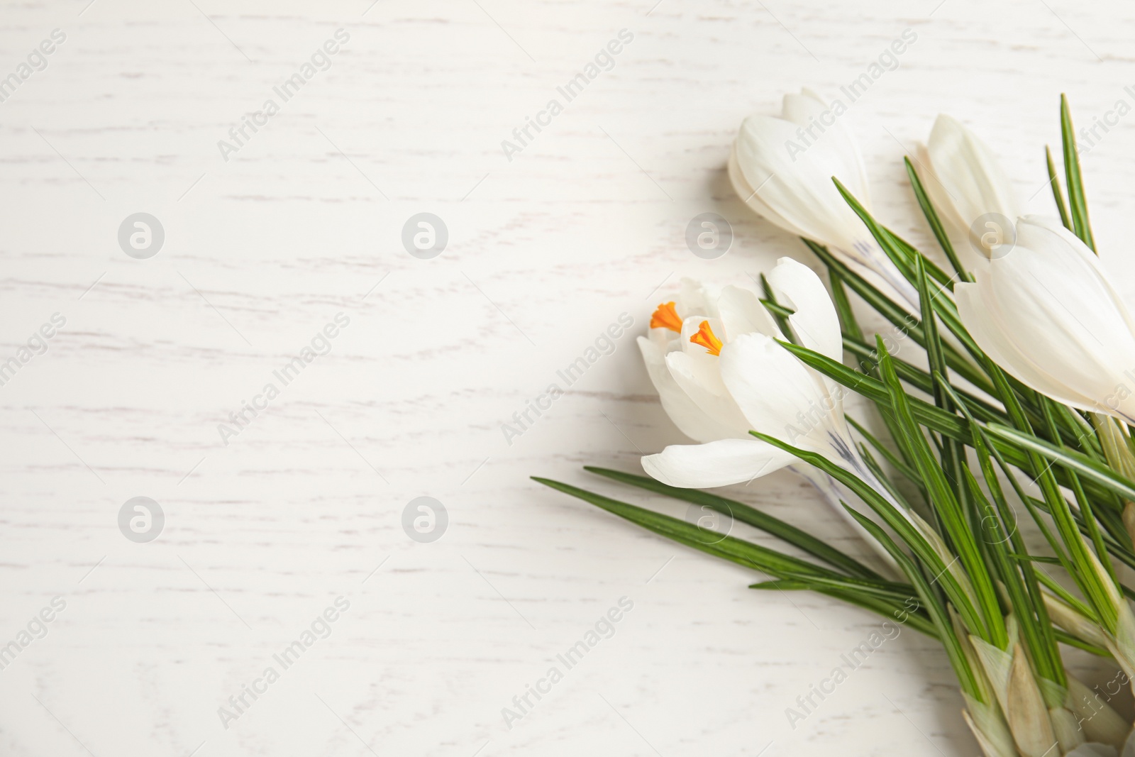 Photo of Beautiful spring crocus flowers on white wooden table, flat lay. Space for text