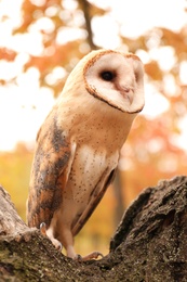 Beautiful common barn owl on tree outdoors