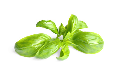 Fresh green basil leaves isolated on white