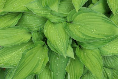 Photo of Beautiful dieffenbachia with wet green leaves as background