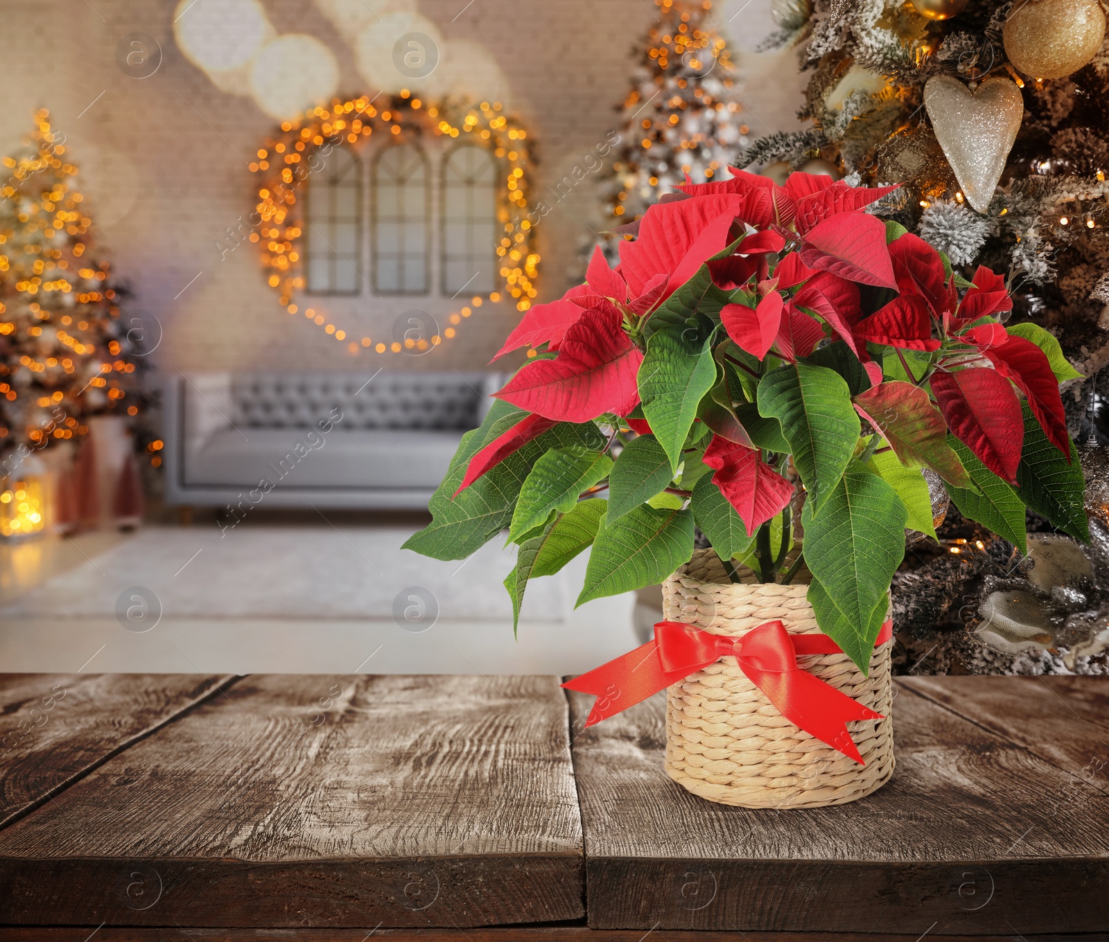 Image of Christmas traditional poinsettia flower on table in decorated room, space for text