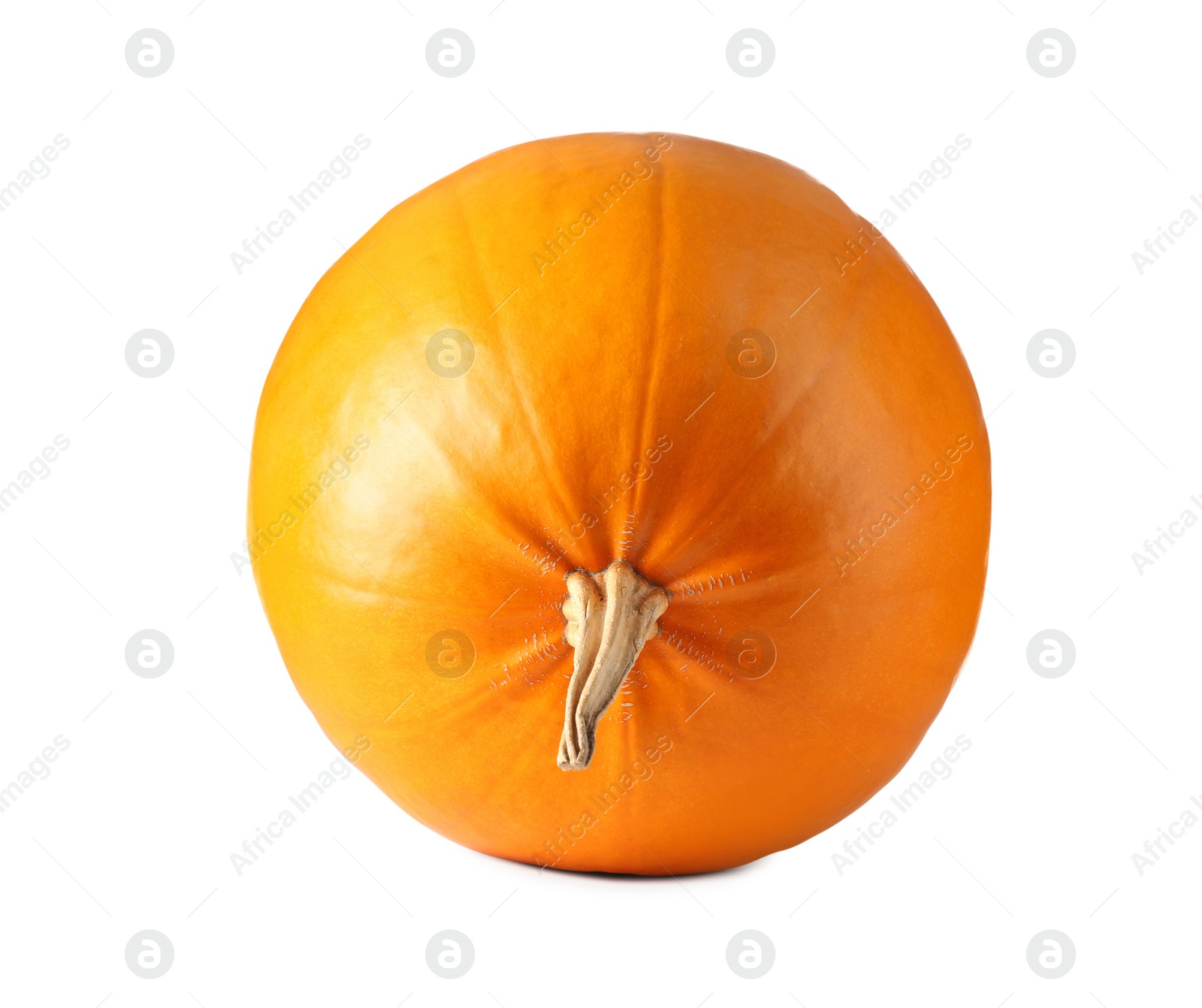 Photo of One fresh orange pumpkin isolated on white