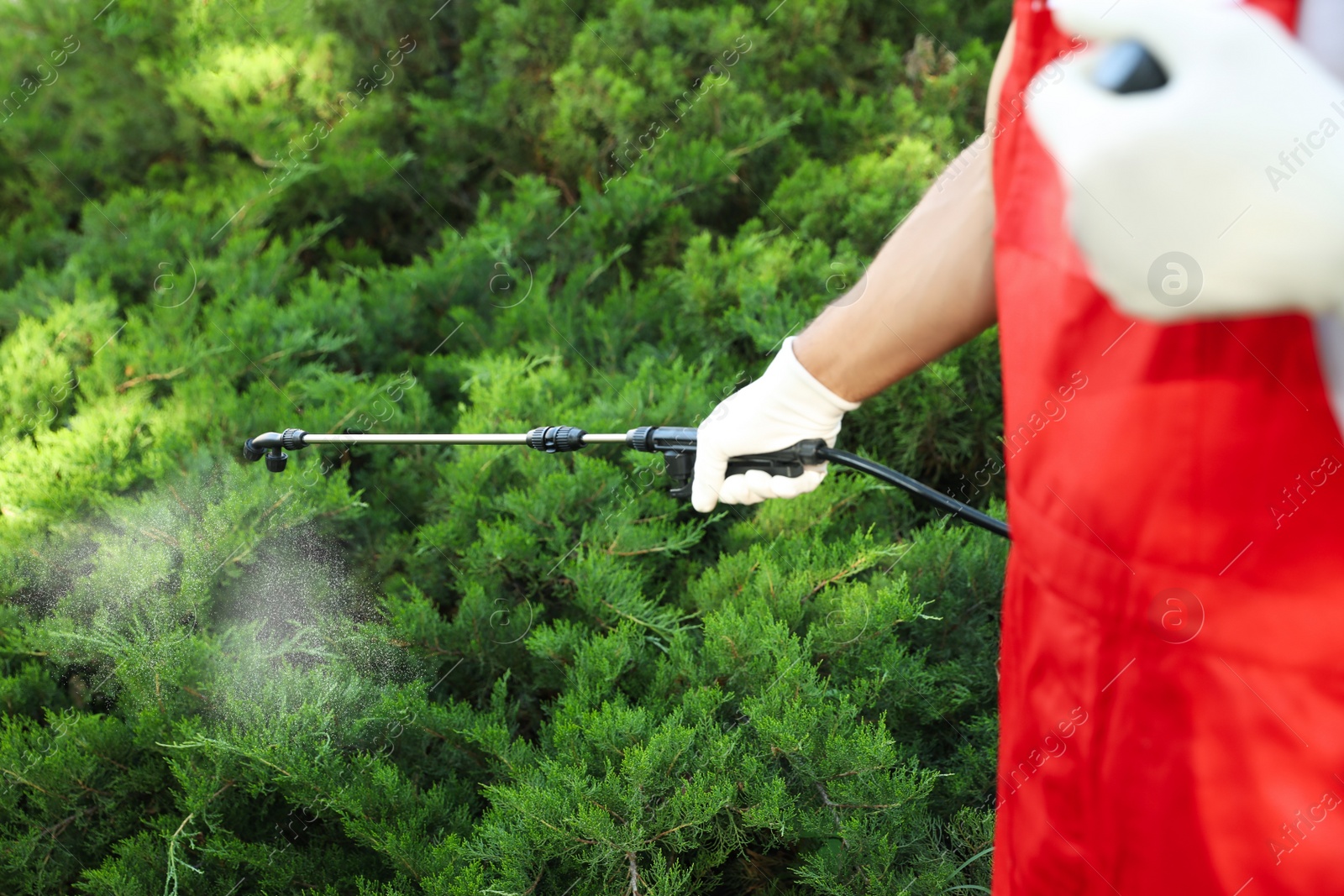 Photo of Worker spraying pesticide onto green bush outdoors, closeup. Pest control