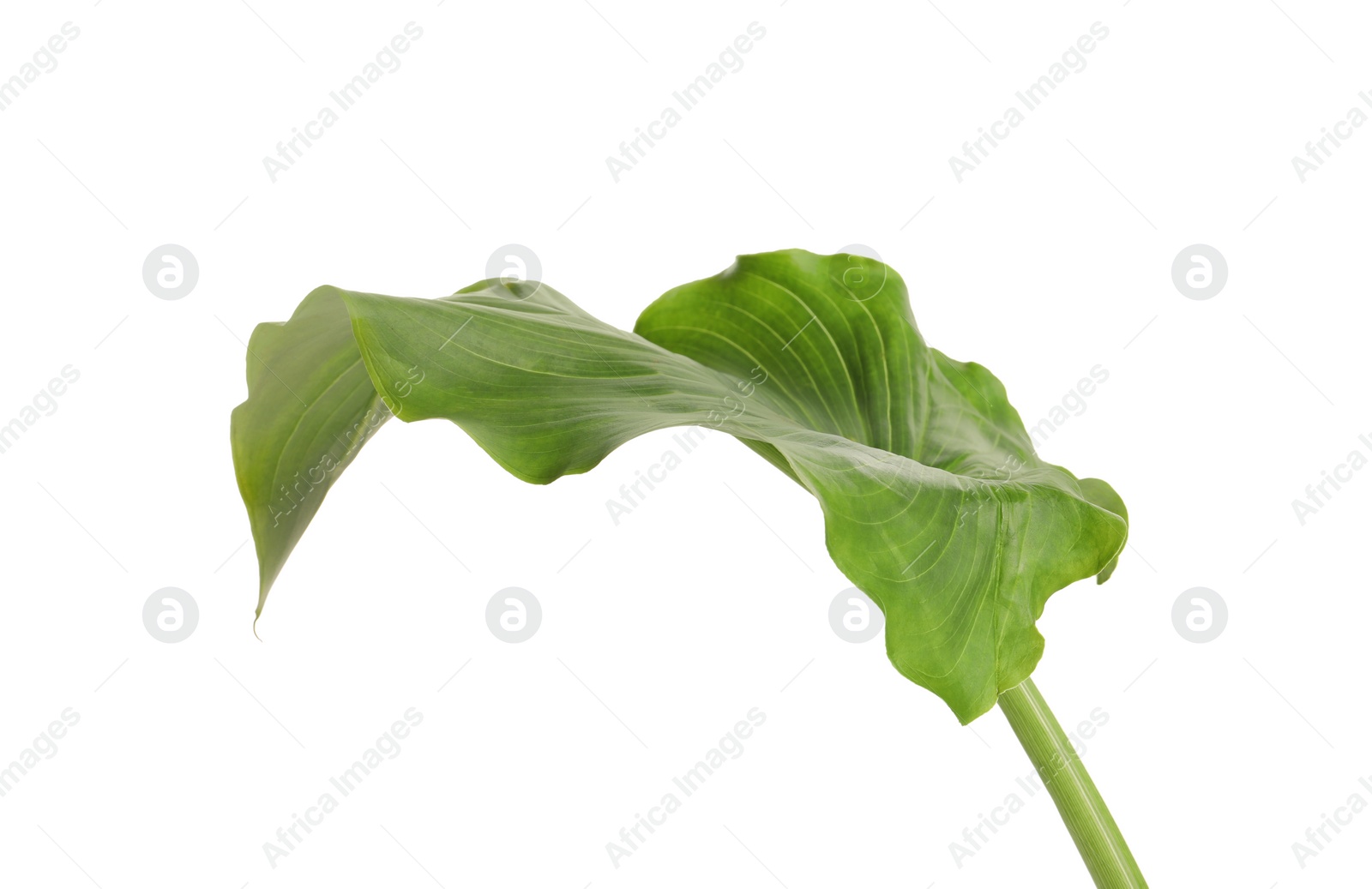 Photo of Beautiful green calla lily leaf on white background